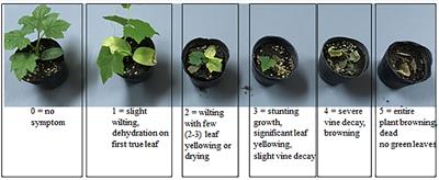 Novel sources of resistance to fusarium wilt in Luffa species